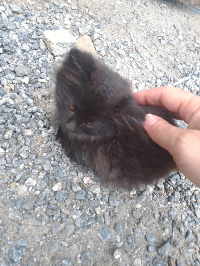 Gato ra a SRD-ViraLata idade Abaixo de 2 meses nome 3 meninas