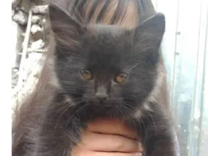 Gato raça SRD-ViraLata idade Abaixo de 2 meses nome 3 meninas