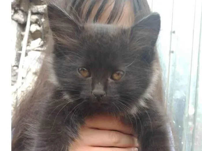 Gato ra a SRD-ViraLata idade Abaixo de 2 meses nome 3 meninas
