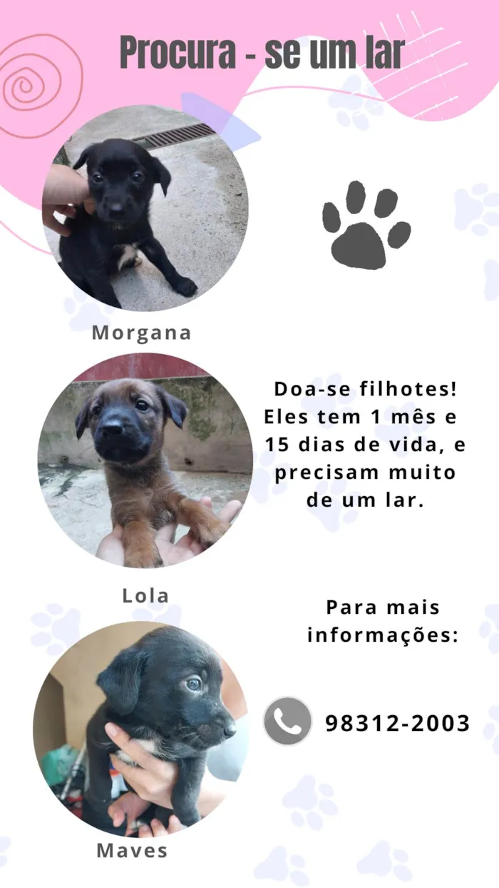 Cachorro ra a SRD-ViraLata idade Abaixo de 2 meses nome Fêmeas filhotes