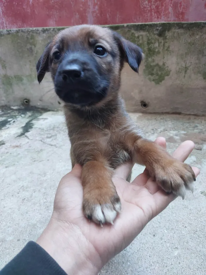 Cachorro ra a SRD-ViraLata idade Abaixo de 2 meses nome Fêmeas filhotes