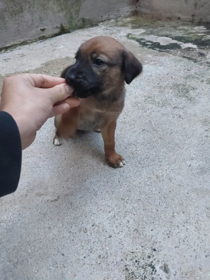 Cachorro ra a SRD-ViraLata idade Abaixo de 2 meses nome Fêmeas filhotes