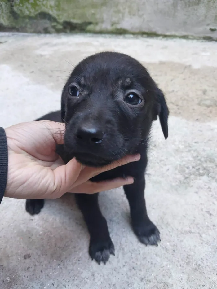 Cachorro ra a SRD-ViraLata idade Abaixo de 2 meses nome Fêmeas filhotes