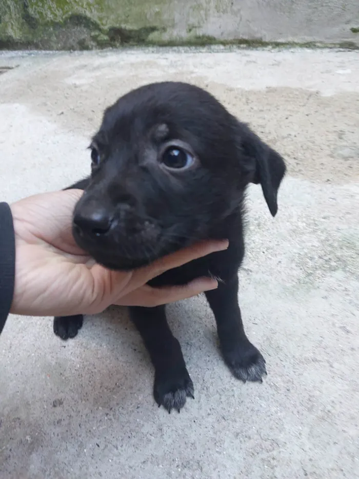 Cachorro ra a SRD-ViraLata idade Abaixo de 2 meses nome Fêmeas filhotes