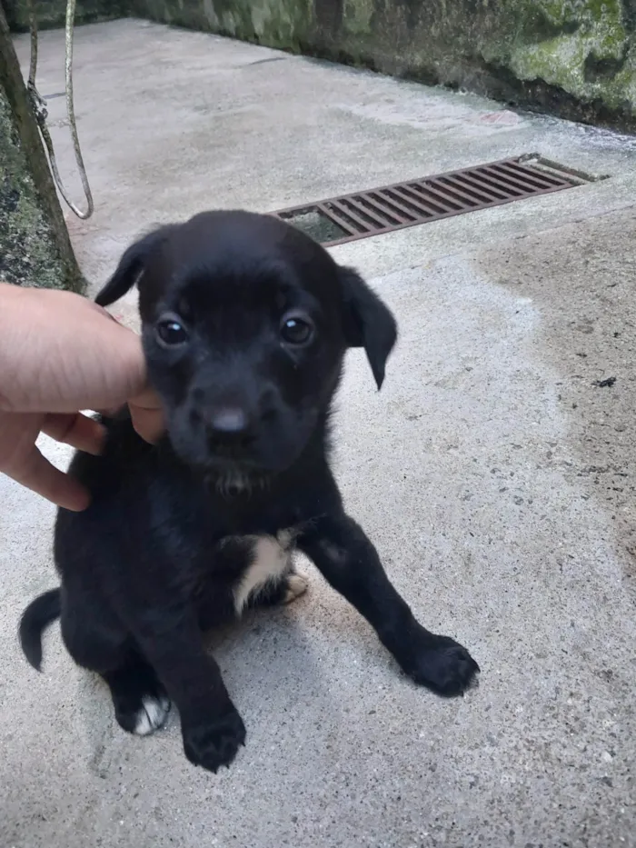 Cachorro ra a SRD-ViraLata idade Abaixo de 2 meses nome Fêmeas filhotes