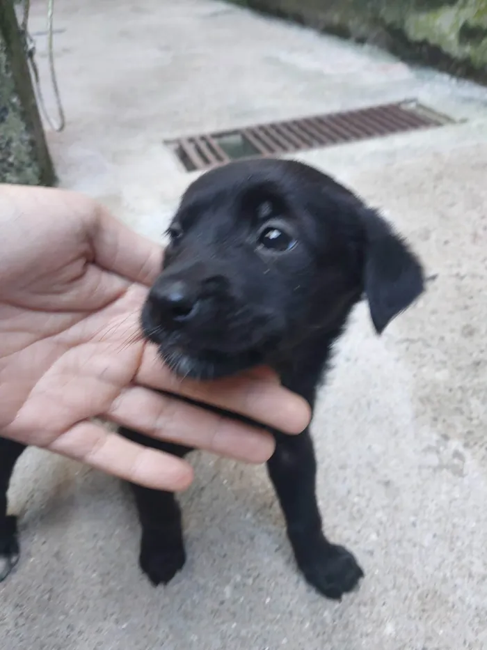 Cachorro ra a SRD-ViraLata idade Abaixo de 2 meses nome Fêmeas filhotes