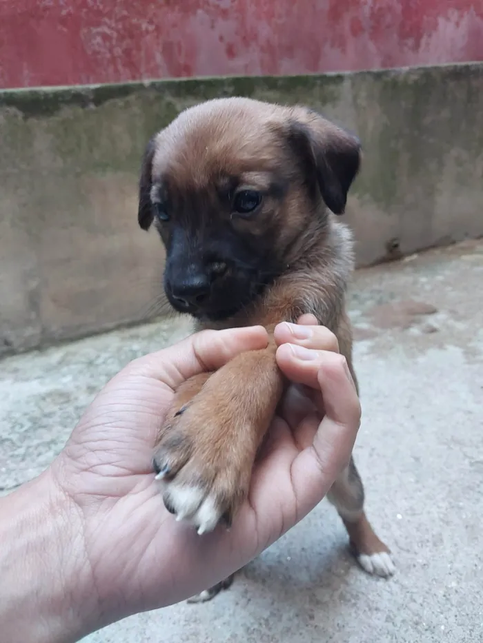 Cachorro ra a SRD-ViraLata idade Abaixo de 2 meses nome Fêmeas filhotes