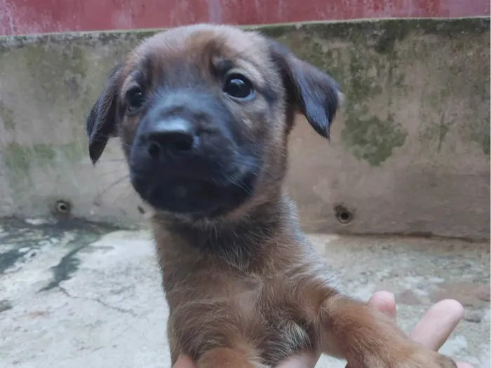 Cachorro ra a SRD-ViraLata idade Abaixo de 2 meses nome Fêmeas filhotes