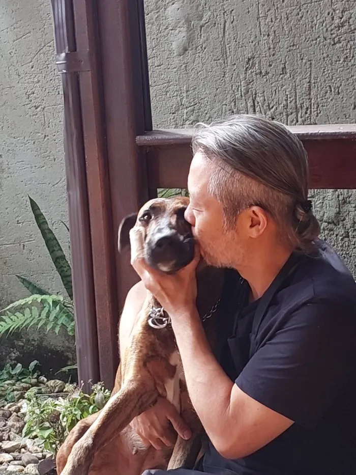 Cachorro ra a SRD-ViraLata idade 4 anos nome Amada