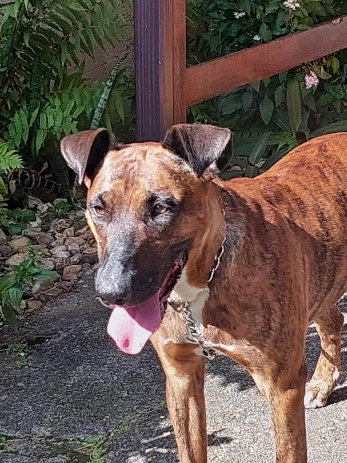 Cachorro ra a SRD-ViraLata idade 4 anos nome Amada