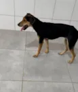 Pretinha