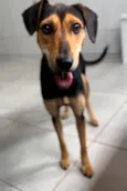 Pretinha