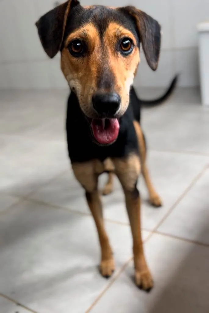 Cachorro raça SRD-ViraLata idade 1 ano nome Pretinha