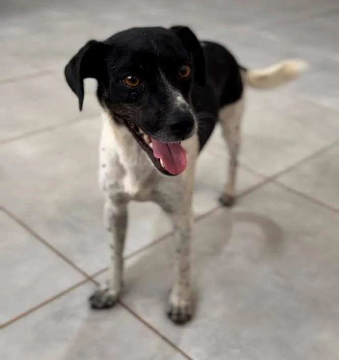 Cachorro raça SRD-ViraLata idade 1 ano nome Malhada