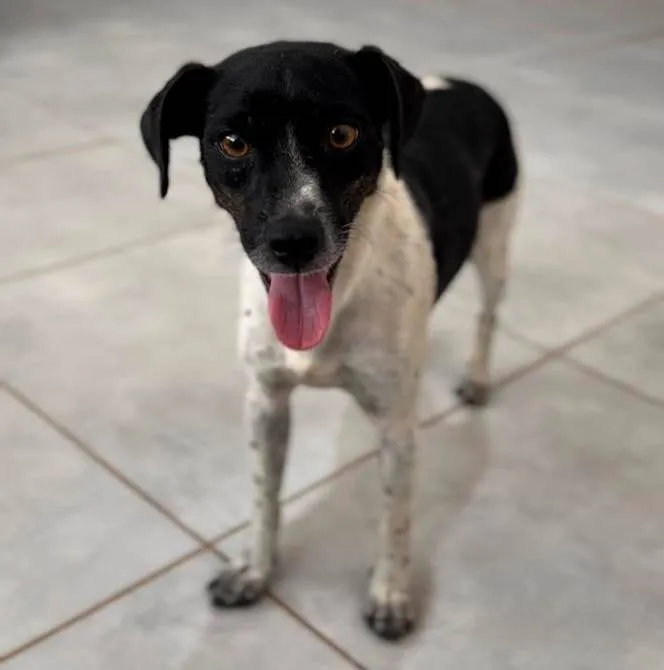 Cachorro raça SRD-ViraLata idade 1 ano nome Malhada