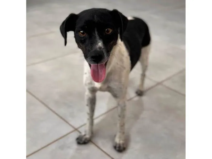 Cachorro raça SRD-ViraLata idade 1 ano nome Malhada