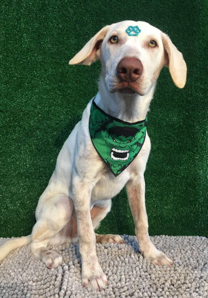 Cachorro raça SRD-ViraLata idade 7 a 11 meses nome Manos 