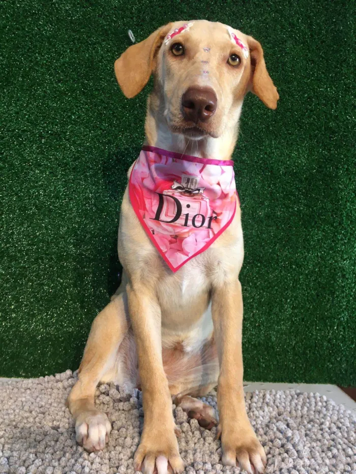 Cachorro raça SRD-ViraLata idade 7 a 11 meses nome Manos 