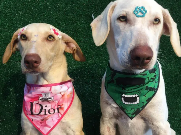 Cachorro raça SRD-ViraLata idade 7 a 11 meses nome Manos 