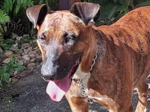 Cachorro raça SRD-ViraLata idade 4 anos nome Amada