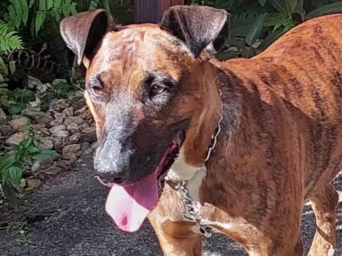 Cachorro ra a SRD-ViraLata idade 4 anos nome Amada