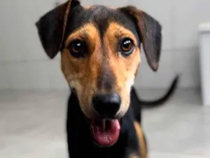 Cachorro raça SRD-ViraLata idade 1 ano nome Pretinha