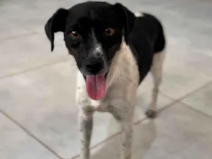 Cachorro raça SRD-ViraLata idade 1 ano nome Malhada