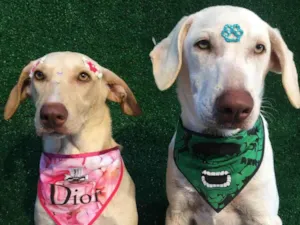 Cachorro raça SRD-ViraLata idade 7 a 11 meses nome Manos 