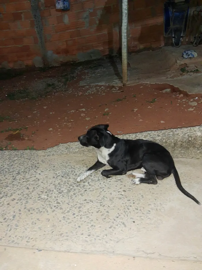 Cachorro ra a SRD-ViraLata idade 1 ano nome Pluto 