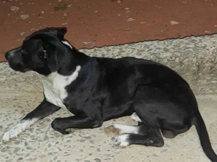 Cachorro ra a SRD-ViraLata idade 1 ano nome Pluto 