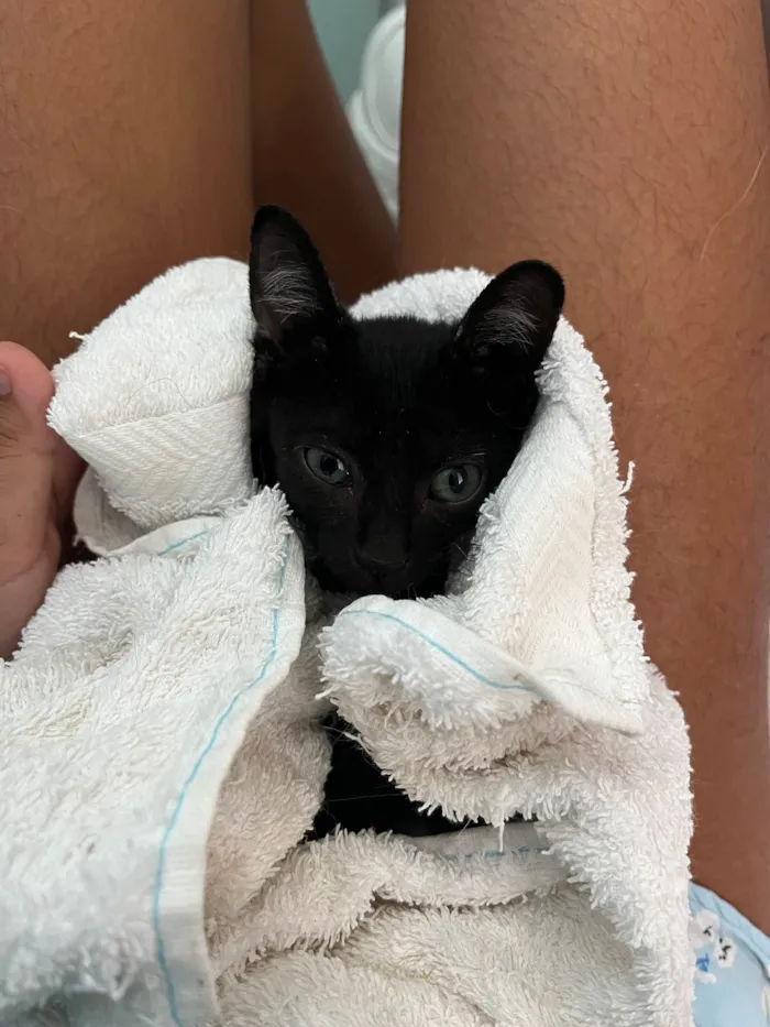 Gato ra a SRD-ViraLata idade Abaixo de 2 meses nome Pipico (ou Vitorio) 