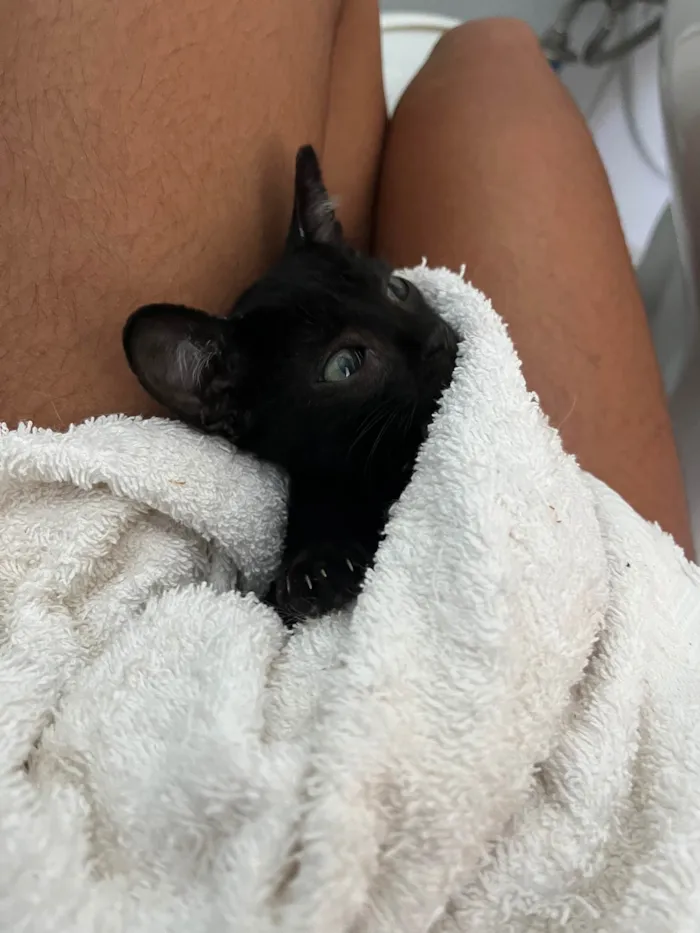 Gato ra a SRD-ViraLata idade Abaixo de 2 meses nome Pipico (ou Vitorio) 
