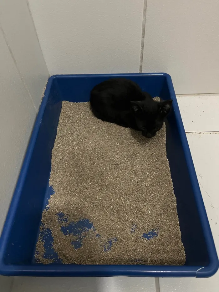 Gato ra a SRD-ViraLata idade Abaixo de 2 meses nome Pipico (ou Vitorio) 