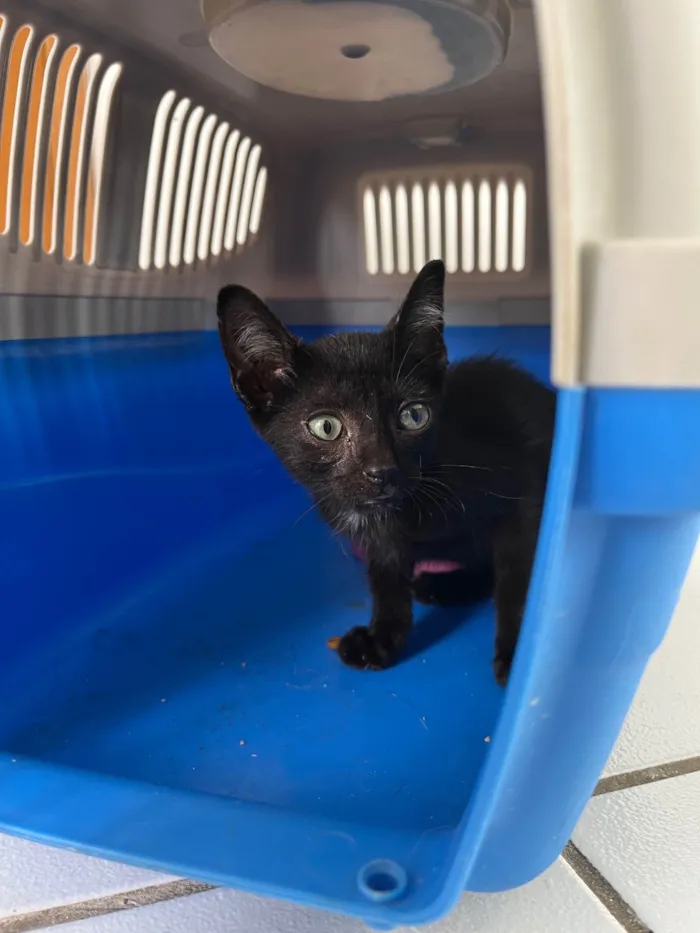 Gato ra a SRD-ViraLata idade Abaixo de 2 meses nome Pipico (ou Vitorio) 