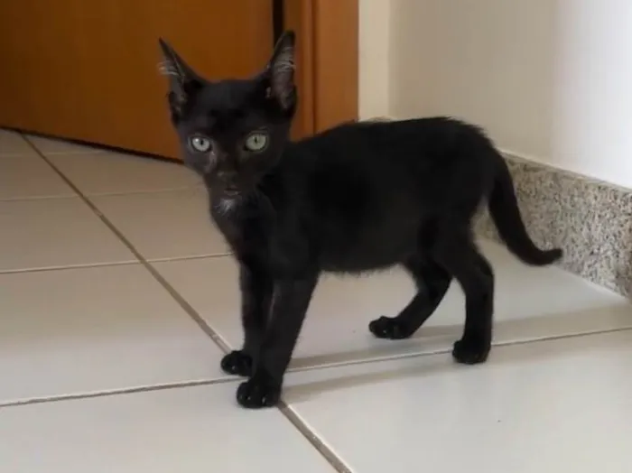 Gato ra a SRD-ViraLata idade Abaixo de 2 meses nome Pipico (ou Vitorio) 