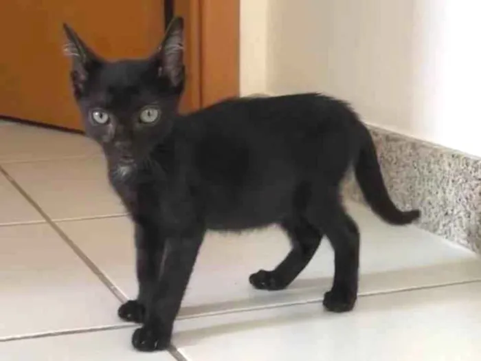 Gato ra a SRD-ViraLata idade Abaixo de 2 meses nome Pipico (ou Vitorio) 