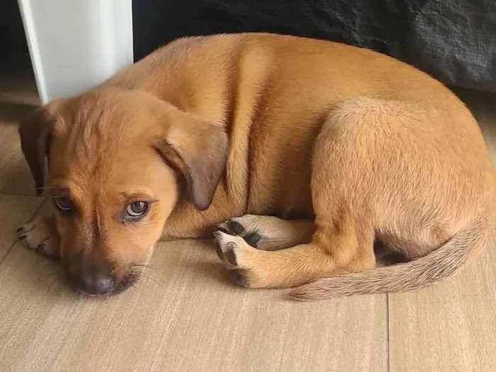 Cachorro raça SRD-ViraLata idade 2 a 6 meses nome Lola