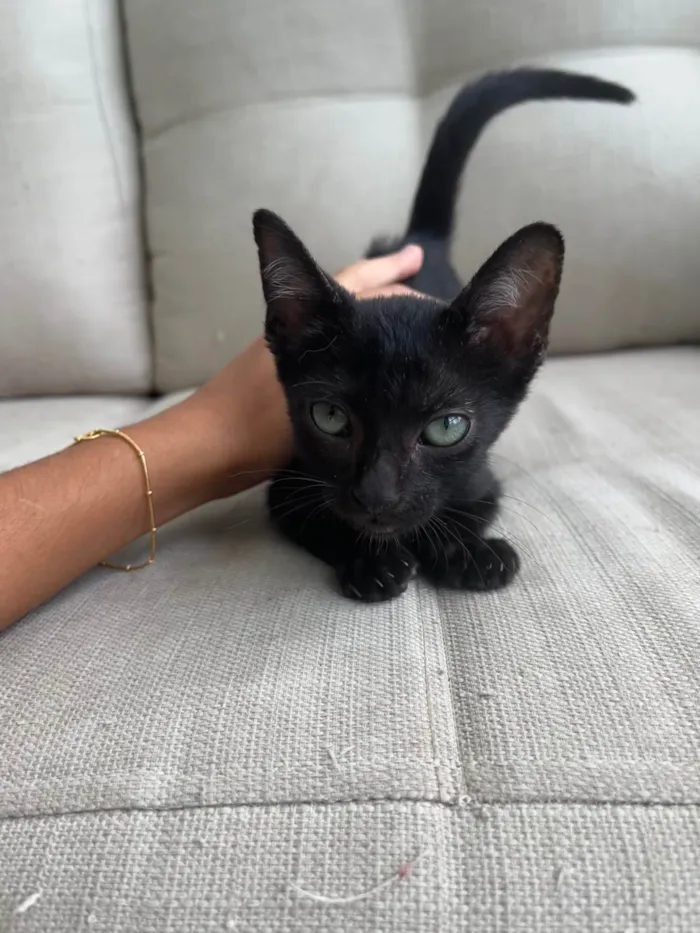 Gato ra a SRD-ViraLata idade Abaixo de 2 meses nome Pipico (ou Vitorio) 
