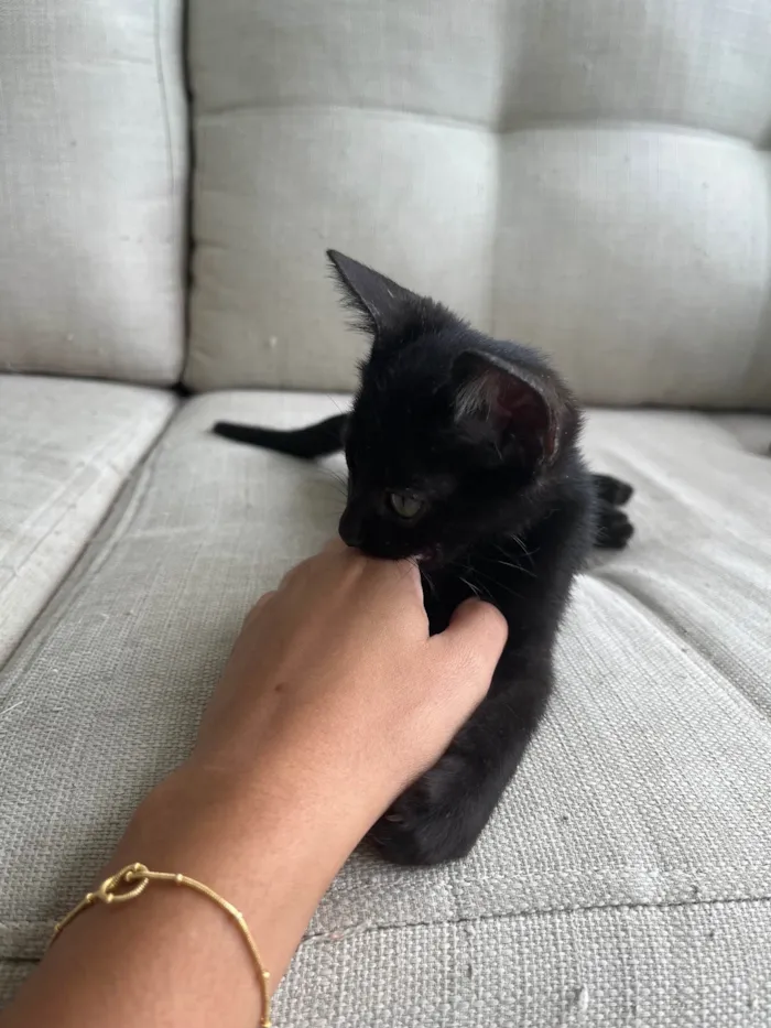 Gato ra a SRD-ViraLata idade Abaixo de 2 meses nome Pipico (ou Vitorio) 
