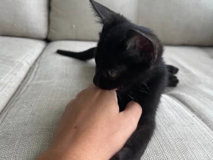 Gato ra a SRD-ViraLata idade Abaixo de 2 meses nome Pipico (ou Vitorio) 