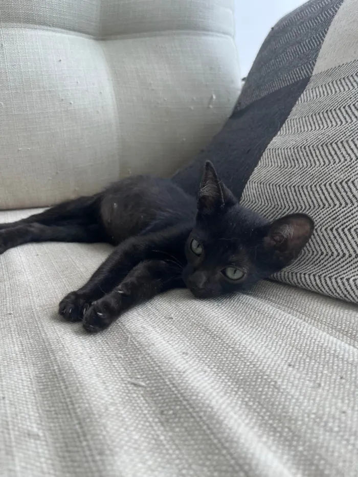 Gato ra a SRD-ViraLata idade Abaixo de 2 meses nome Pipico (ou Vitorio) 