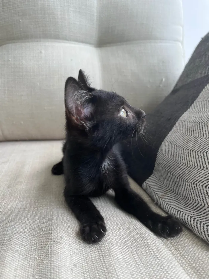 Gato ra a SRD-ViraLata idade Abaixo de 2 meses nome Pipico (ou Vitorio) 
