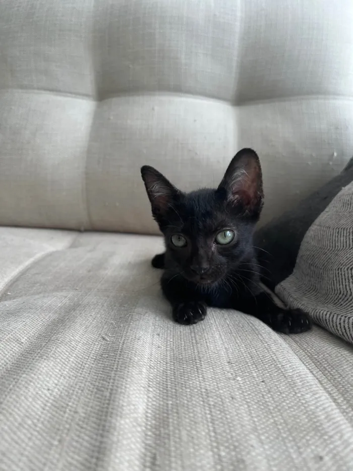 Gato ra a SRD-ViraLata idade Abaixo de 2 meses nome Pipico (ou Vitorio) 