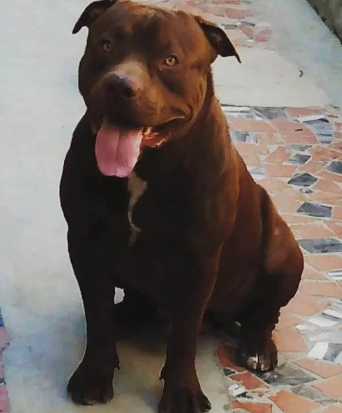 Cachorro ra a Pit-Bull idade 3 anos nome MIKE