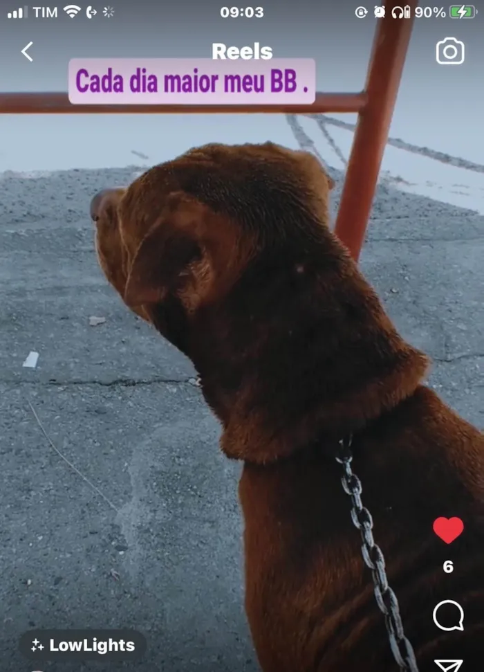 Cachorro ra a Pit-Bull idade 3 anos nome MIKE