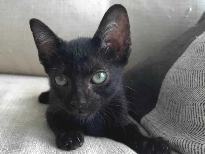 Gato ra a SRD-ViraLata idade Abaixo de 2 meses nome Pipico (ou Vitorio) 