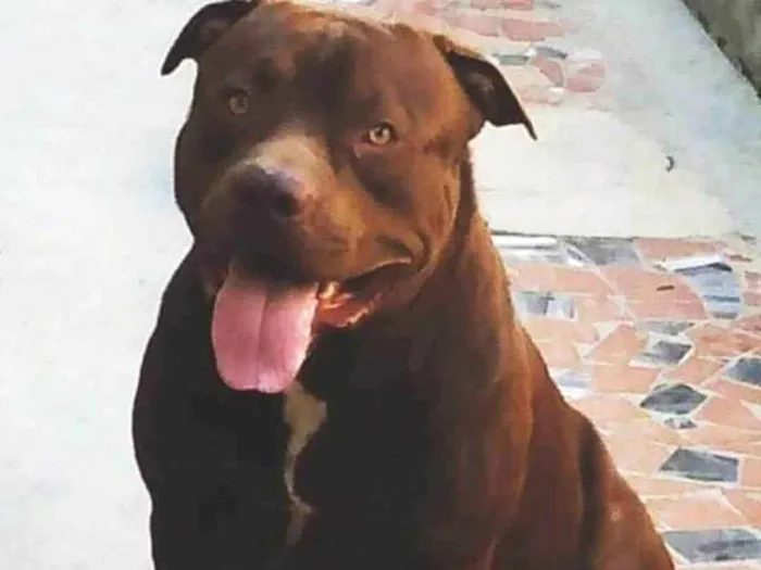 Cachorro ra a Pit-Bull idade 3 anos nome MIKE