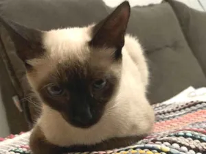 Gato raça Siamês idade 7 a 11 meses nome Chéri
