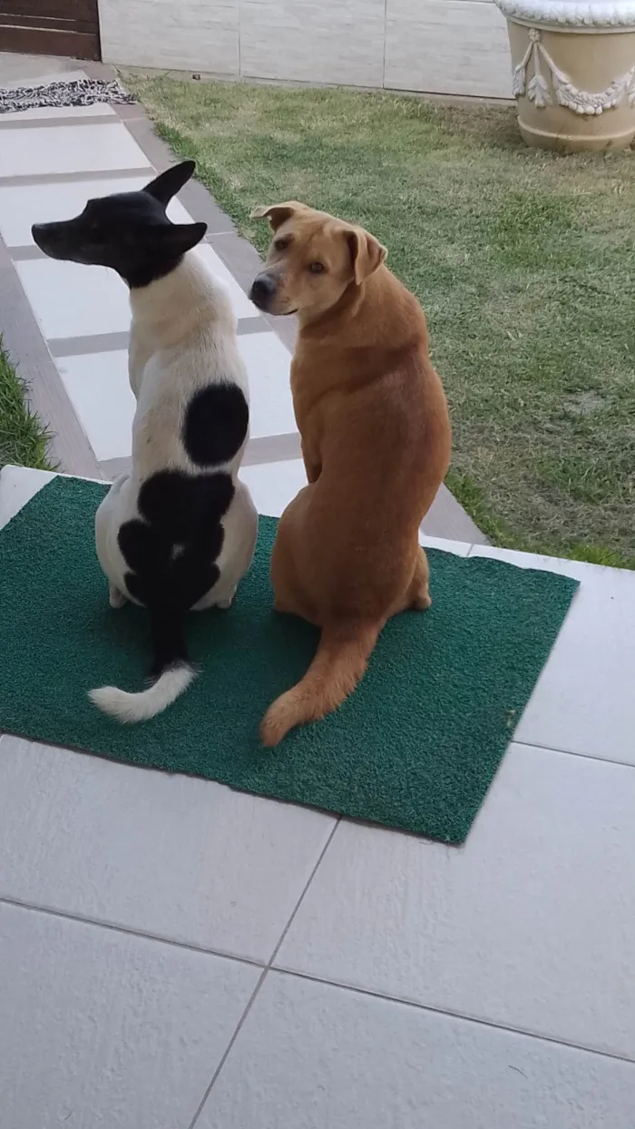 Cachorro ra a SRD-ViraLata idade 1 ano nome Nala