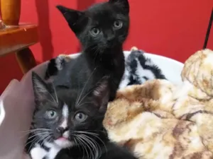 Gato raça SRD-ViraLata idade Abaixo de 2 meses nome ADOÇÃO CONJUNTA